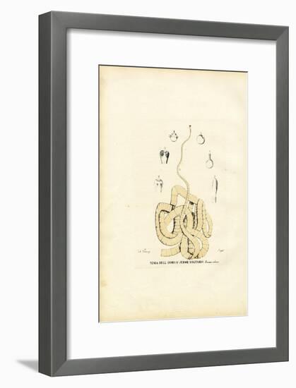 Tape Worm, 1863-79-Raimundo Petraroja-Framed Giclee Print