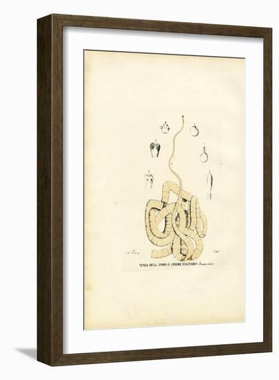 Tape Worm, 1863-79-Raimundo Petraroja-Framed Giclee Print