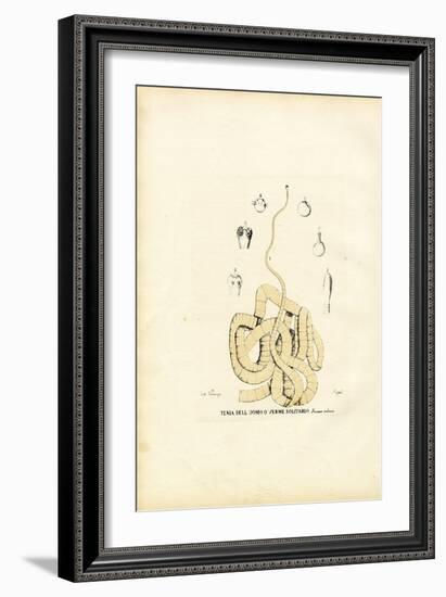 Tape Worm, 1863-79-Raimundo Petraroja-Framed Giclee Print