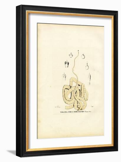 Tape Worm, 1863-79-Raimundo Petraroja-Framed Giclee Print