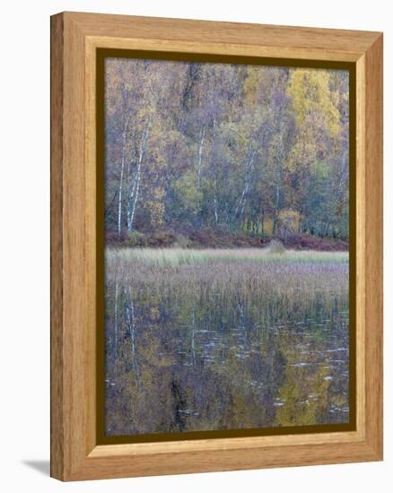 Tapestry-Doug Chinnery-Framed Premier Image Canvas