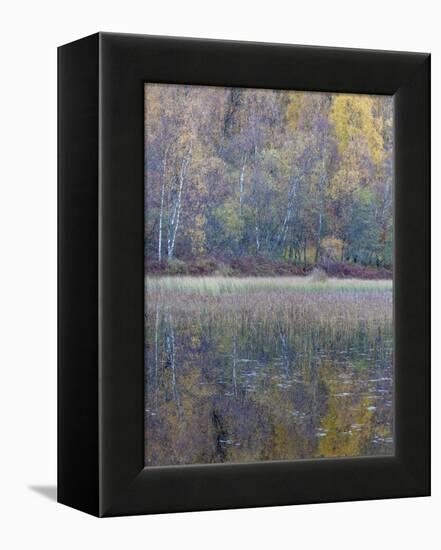 Tapestry-Doug Chinnery-Framed Premier Image Canvas