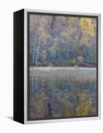 Tapestry-Doug Chinnery-Framed Premier Image Canvas