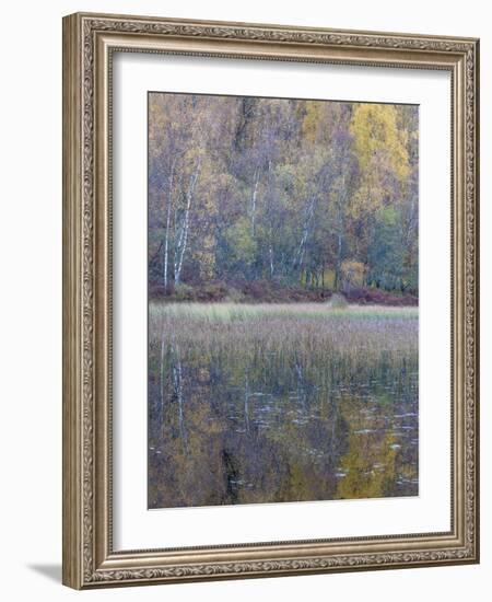 Tapestry-Doug Chinnery-Framed Photographic Print