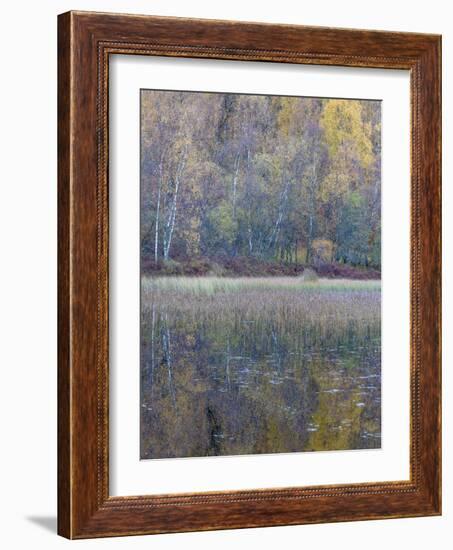 Tapestry-Doug Chinnery-Framed Photographic Print