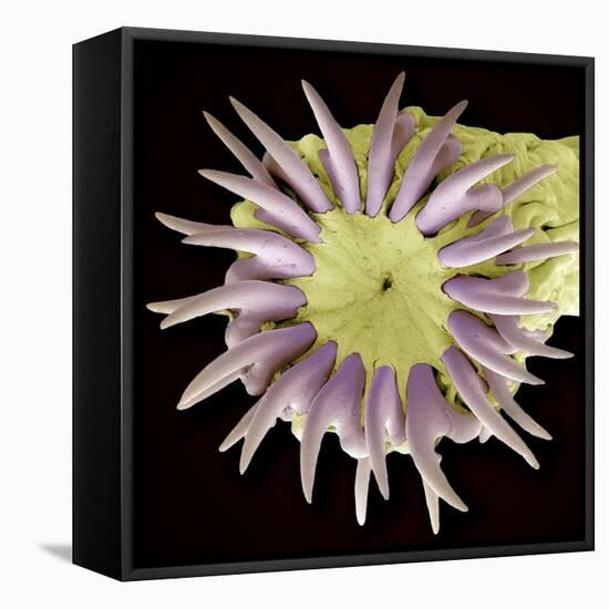 Tapeworm Head, SEM-Steve Gschmeissner-Framed Premier Image Canvas