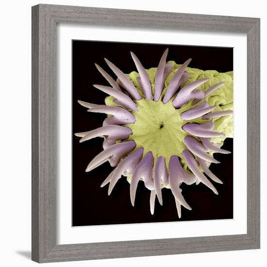 Tapeworm Head, SEM-Steve Gschmeissner-Framed Premium Photographic Print