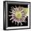 Tapeworm Head, SEM-Steve Gschmeissner-Framed Premium Photographic Print