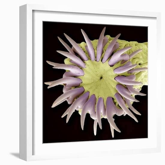 Tapeworm Head, SEM-Steve Gschmeissner-Framed Premium Photographic Print