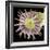 Tapeworm Head, SEM-Steve Gschmeissner-Framed Premium Photographic Print