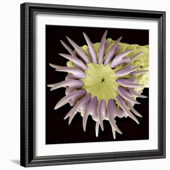 Tapeworm Head, SEM-Steve Gschmeissner-Framed Premium Photographic Print