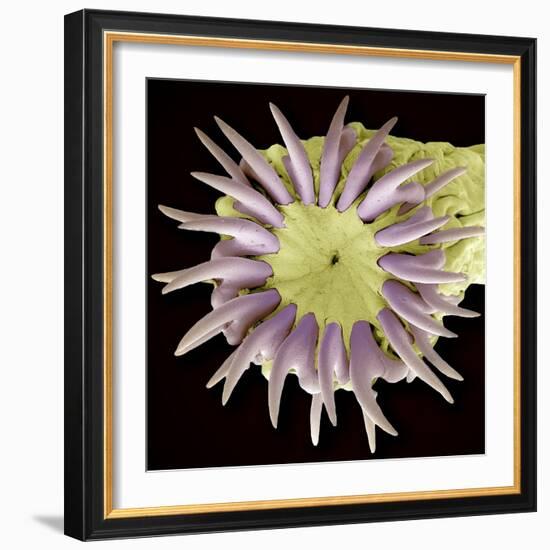 Tapeworm Head, SEM-Steve Gschmeissner-Framed Premium Photographic Print