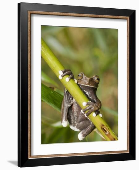 Tapichalaca Tree Frog, Tapichalaca Biological Reserve, Zamora-Chinchipe, Ecuador-Pete Oxford-Framed Photographic Print