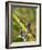 Tapichalaca Tree Frog, Tapichalaca Biological Reserve, Zamora-Chinchipe, Ecuador-Pete Oxford-Framed Photographic Print