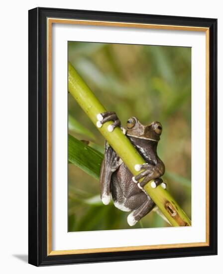 Tapichalaca Tree Frog, Tapichalaca Biological Reserve, Zamora-Chinchipe, Ecuador-Pete Oxford-Framed Photographic Print