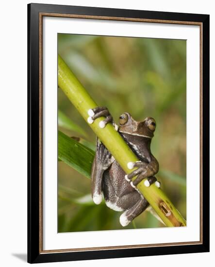 Tapichalaca Tree Frog, Tapichalaca Biological Reserve, Zamora-Chinchipe, Ecuador-Pete Oxford-Framed Photographic Print