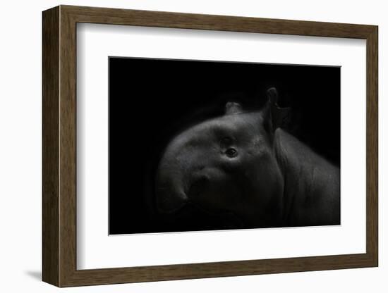 Tapir baby on black-Sue Demetriou-Framed Photographic Print