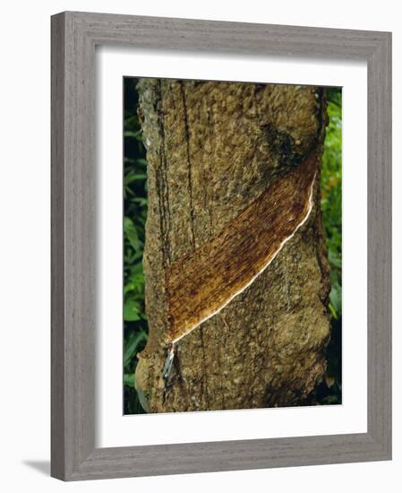 Tapped Rubber Tree on an Estate, Near Pulau Betong in the South of the Island, Penang, Malaysia-Fraser Hall-Framed Photographic Print