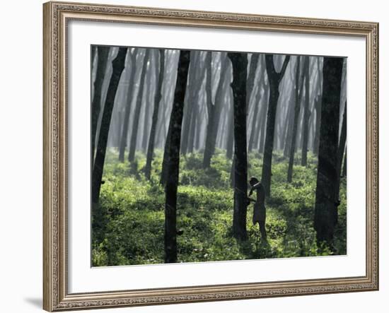 Tapping a Rubber Tree, West Province, Sri Lanka-David Beatty-Framed Photographic Print