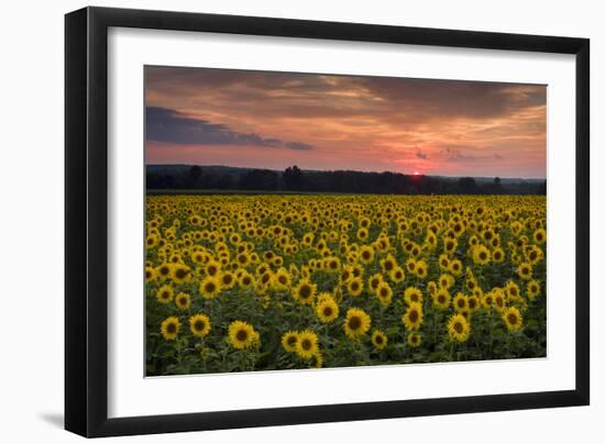 Taps over Sunflowers-Michael Blanchette Photography-Framed Photographic Print