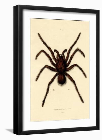Tarantula, 1833-39-null-Framed Giclee Print