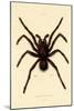 Tarantula, 1833-39-null-Mounted Giclee Print