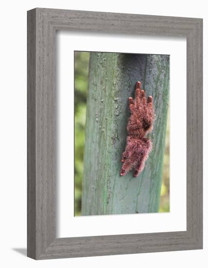 Tarantula, Amazon Rainforest, Coca, Ecuador, South America-Matthew Williams-Ellis-Framed Photographic Print