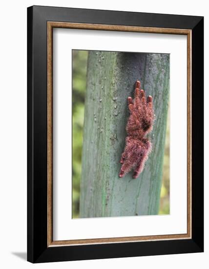 Tarantula, Amazon Rainforest, Coca, Ecuador, South America-Matthew Williams-Ellis-Framed Photographic Print