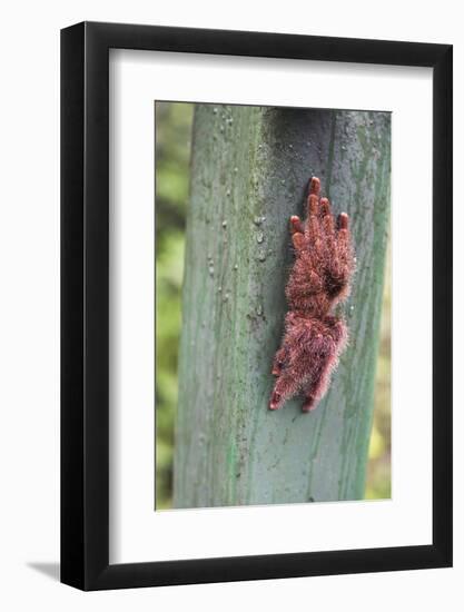 Tarantula, Amazon Rainforest, Coca, Ecuador, South America-Matthew Williams-Ellis-Framed Photographic Print