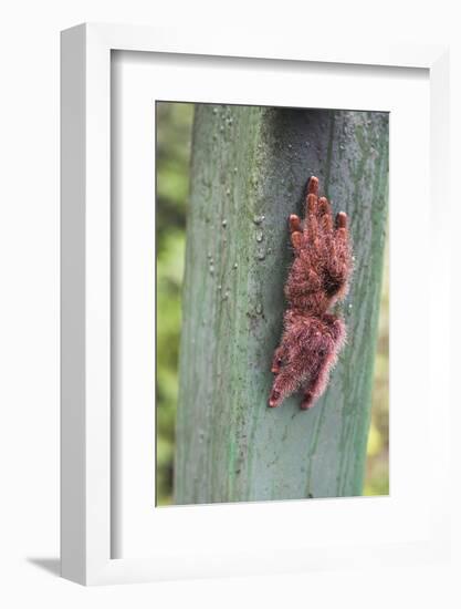 Tarantula, Amazon Rainforest, Coca, Ecuador, South America-Matthew Williams-Ellis-Framed Photographic Print