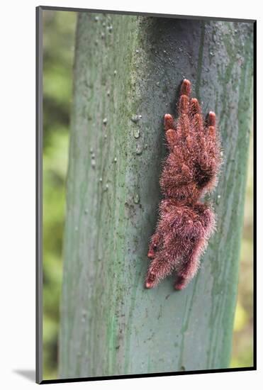 Tarantula, Amazon Rainforest, Coca, Ecuador, South America-Matthew Williams-Ellis-Mounted Photographic Print