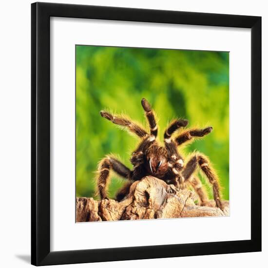 Tarantula, Bird-Eating Spider-Andy Teare-Framed Photographic Print