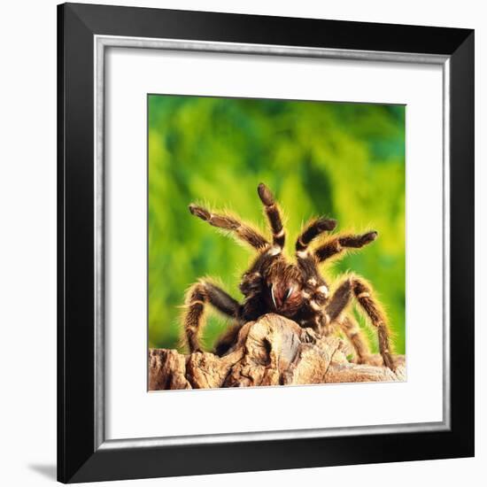 Tarantula, Bird-Eating Spider-Andy Teare-Framed Photographic Print