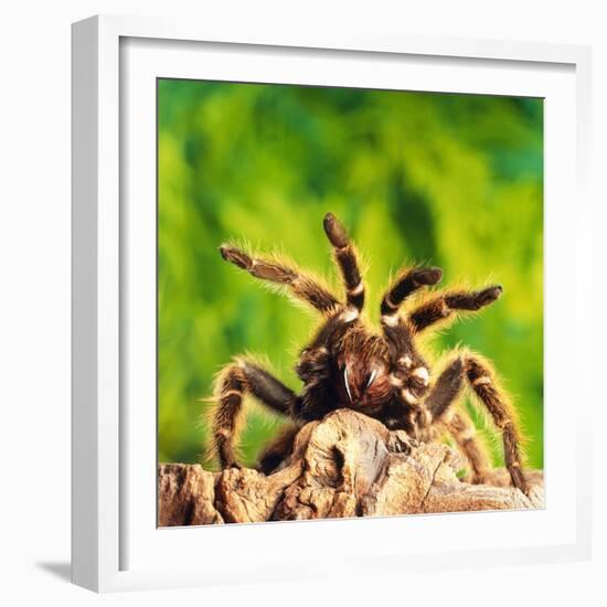 Tarantula, Bird-Eating Spider-Andy Teare-Framed Photographic Print