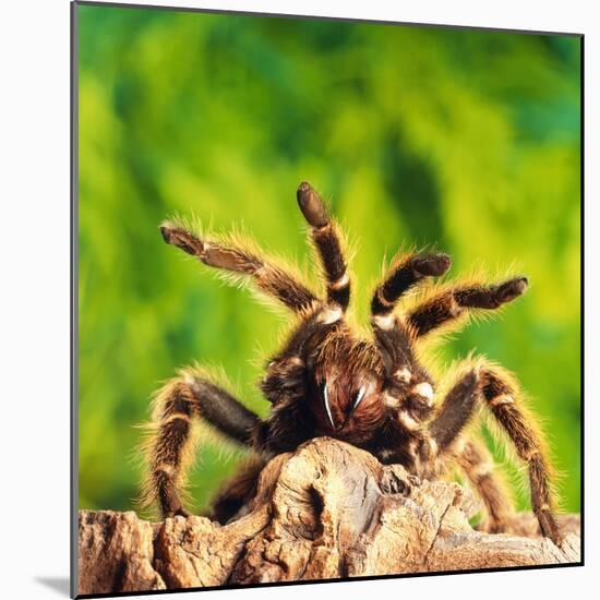 Tarantula, Bird-Eating Spider-Andy Teare-Mounted Photographic Print
