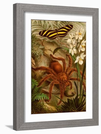 Tarantula - Bird Eating Spider-F.W. Kuhnert-Framed Art Print