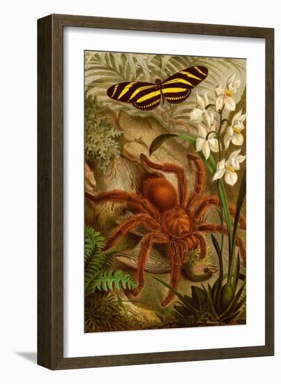 Tarantula - Bird Eating Spider-F.W. Kuhnert-Framed Art Print