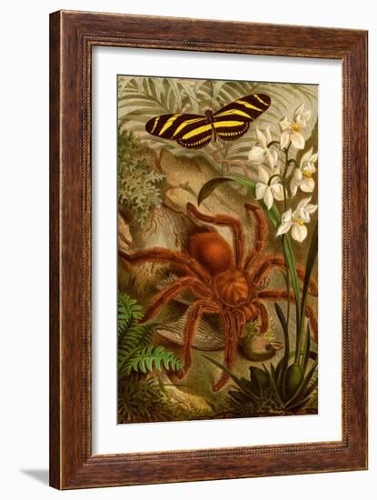 Tarantula - Bird Eating Spider-F.W. Kuhnert-Framed Art Print