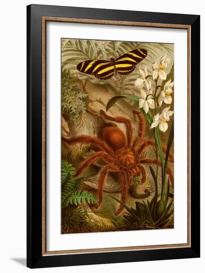 Tarantula - Bird Eating Spider-F.W. Kuhnert-Framed Art Print