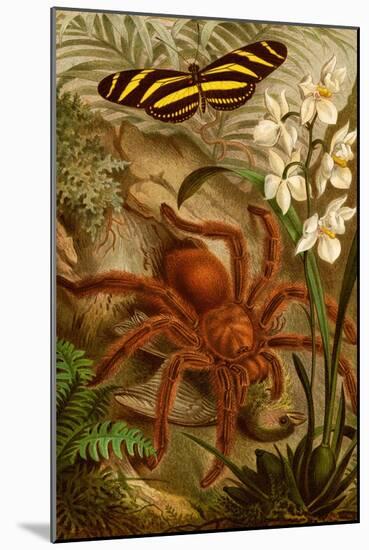 Tarantula - Bird Eating Spider-F.W. Kuhnert-Mounted Art Print