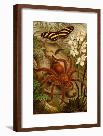 Tarantula - Bird Eating Spider-F.W. Kuhnert-Framed Art Print