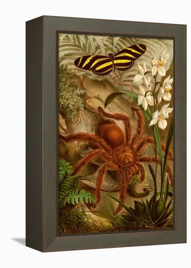 Tarantula - Bird Eating Spider-F.W. Kuhnert-Framed Stretched Canvas