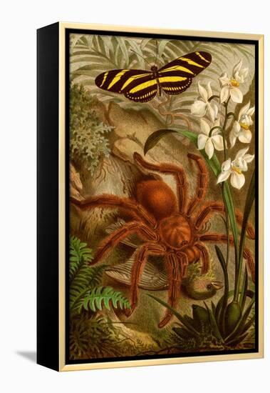 Tarantula - Bird Eating Spider-F.W. Kuhnert-Framed Stretched Canvas