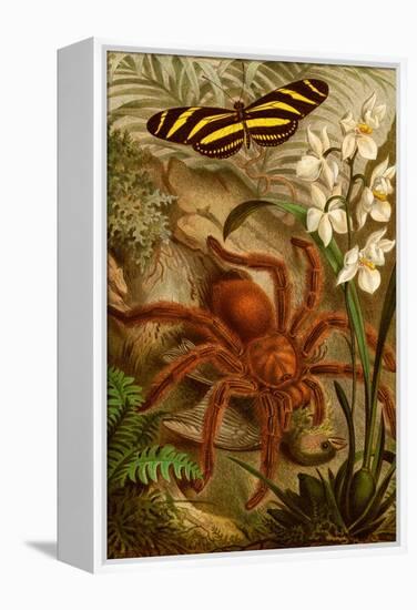 Tarantula - Bird Eating Spider-F.W. Kuhnert-Framed Stretched Canvas