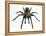 Tarantula-Lawrence Lawry-Framed Premier Image Canvas