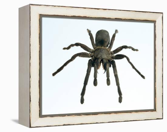 Tarantula-Lawrence Lawry-Framed Premier Image Canvas