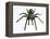 Tarantula-Lawrence Lawry-Framed Premier Image Canvas