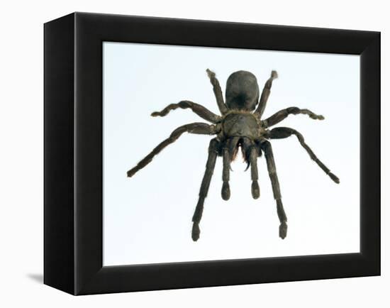 Tarantula-Lawrence Lawry-Framed Premier Image Canvas