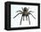 Tarantula-Lawrence Lawry-Framed Premier Image Canvas