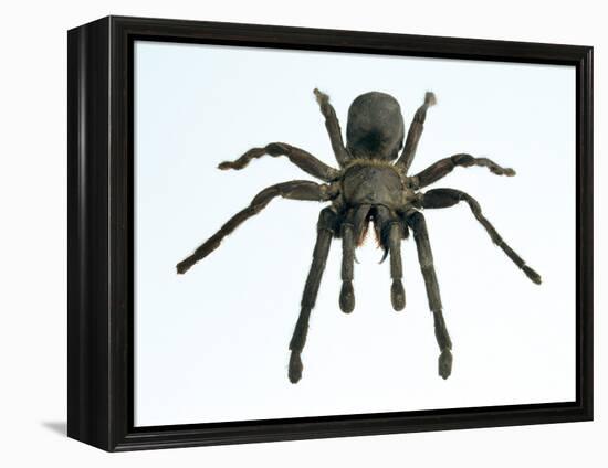 Tarantula-Lawrence Lawry-Framed Premier Image Canvas